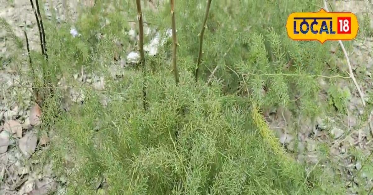 औषधीय गुणों का पिटारा है ये झाड़ीदार पौधा! विटामिन और कैल्शियम से भरपूर, पीरियड्स में बेहद फायदेमंद