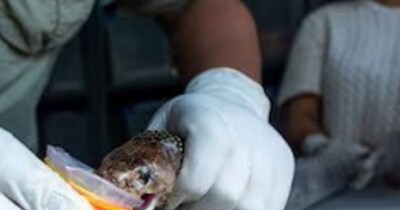 Gujarat to Produce Antivenom Locally, Aims to Slash Snakebite Deaths