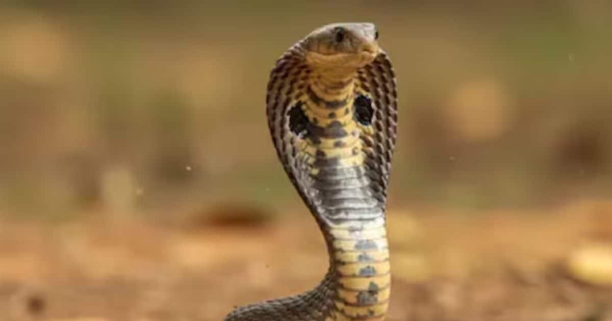 बिहार में सांप काटने से मौत पर 10 लाख का मुआवजा देने की तैयारी, इस दिवंगत नेता की पुरानी मांग पर विधानसभा अध्यक्ष ने दिए निर्देश