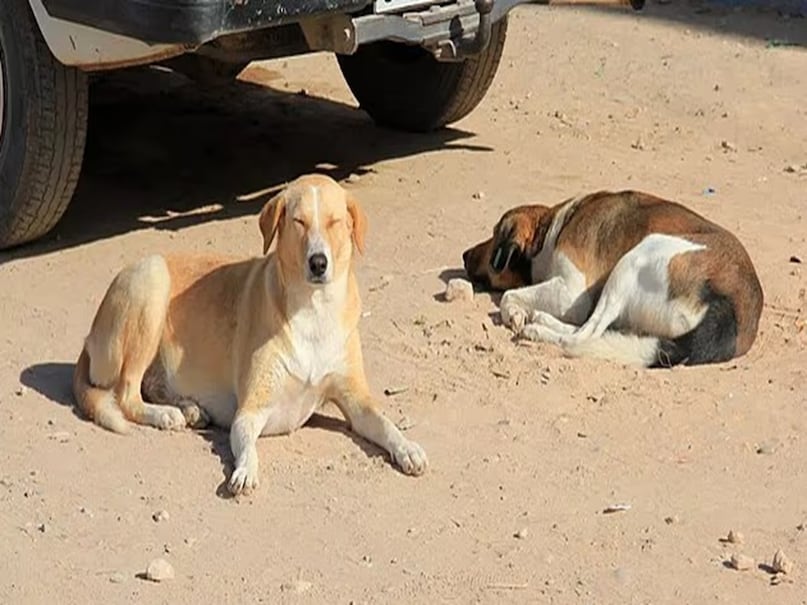stray dog