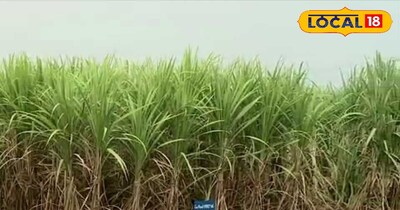 गन्ने की खेती.