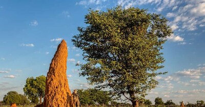 स्पेस से दिखता है दीमकों द्वारा निर्मित ये मेगा सिटी (इमेज- सोशल मीडिया) 