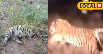 मृत टाइगर