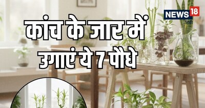 आइए जानते हैं कि कैसे आप बेहद कम खर्च में अपने घर को एक 'ऑक्सीजन पार्लर' में बदल सकते हैं.