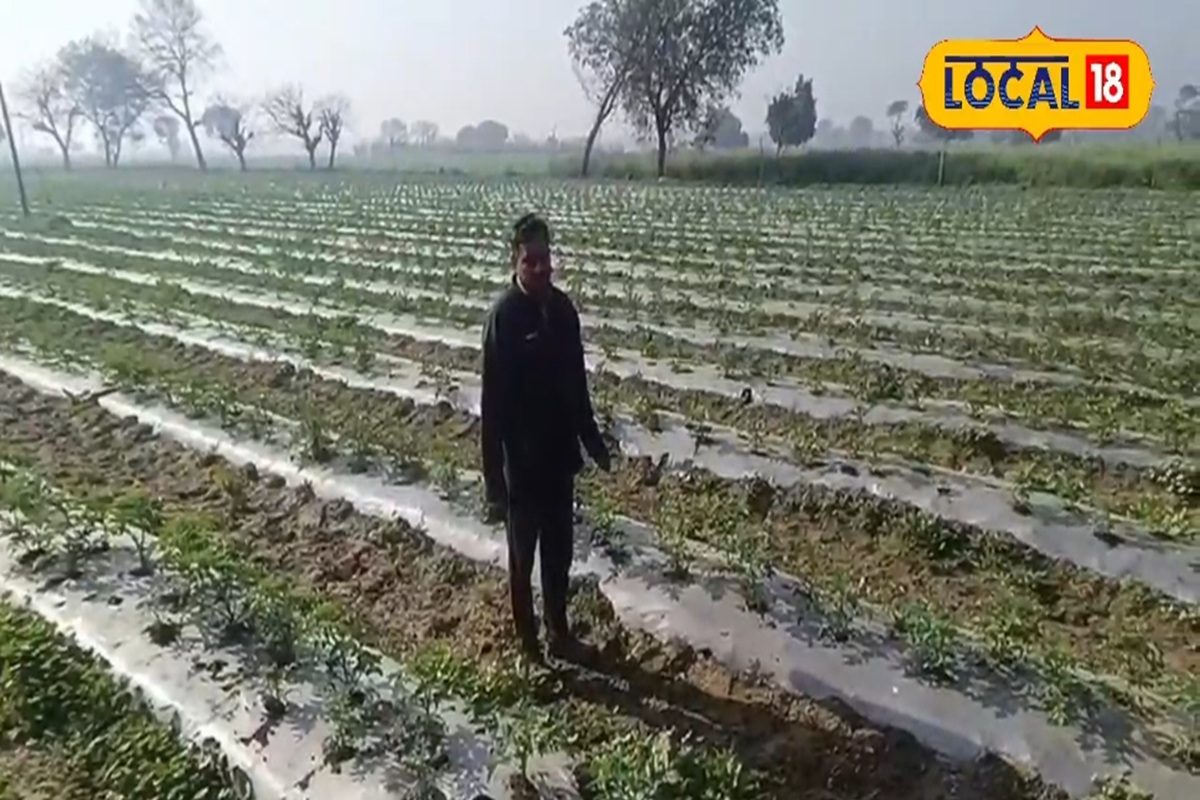 https://images.news18.com/ibnkhabar/uploads/2026/02/tomato-2026-02-ceb9022a1ba98cc70aa73de66d8ede56-1200x800.jpg