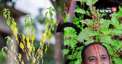 Tulsi Drying? Pundit Pradeep Mishra Reveals Hidden Meanings & Remedies