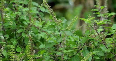 तुलसी को कैसे हरा भरा रखें.
