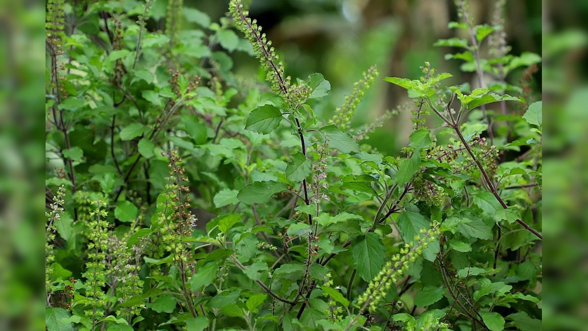 कृषि वैज्ञानिक से समझिए मुरझाए तुलसी के पौधे को फिर से हरा-भरा करने का जादुई तरीका
