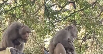 बंदर-बिल्ली का वीडियो वायरल.