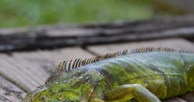 अमेरिका में 'छिपकलियों की बारिश', 100 साल बाद रिकॉर्ड तोड़ ठंड, बम चक्रवात का कहर