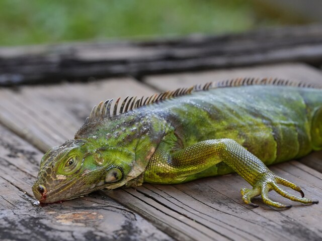 Lizards started falling from trees in America, strong blast of cold
