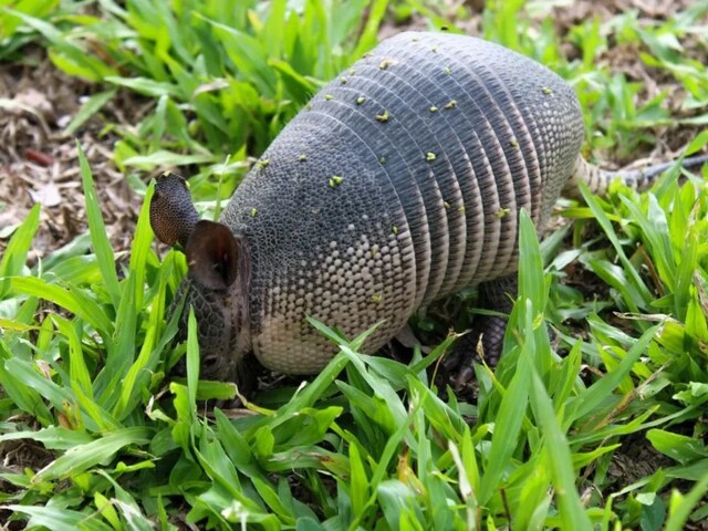 किस जानवर की त्वचा बुलेटप्रूफ जैकेट से भी अधिक मजबूत मानी जाती है? नाम जानिए