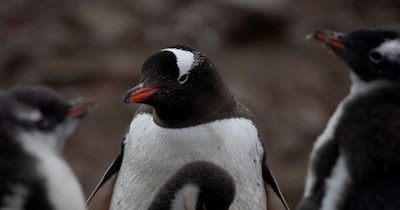 वैज्ञानिकों के अनुसार यह समस्या केवल पेंगुइन तक सीमित नहीं है. (फोटो Reuters)