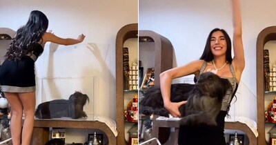 महिला ने कुत्ते को जमाकर उसे शोपीस की तरह घर में रख लिया. (फोटो: Instagram/mistricks)