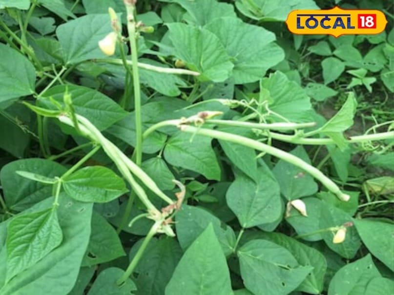 जिला कृषि रक्षा अधिकारी विजय कुमाऱ ने बताया उड़द एक ऐसी फसल है जिसकी खेती साल में दो बार की जाती है क्योंकि उड़द एक दलहनी फसल है जिसकी डिमांड भी बाजारों में खूब रहती है जिससे किसानों को अच्छा लाभ ही होता है वही किसान अगर इसकी खेती मार्च क़े महीने में करना चाहते हैं, तो इसकी कुछ उन्नत किस्मों की खेती कर सकते हैं यह किस्मे कम समय में तैयार हो जाती है जिससे किसान अच्छा मुनाफा कमा सकते हैं