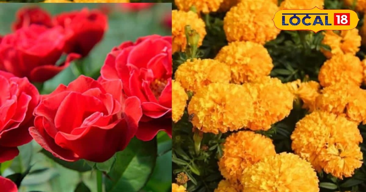 कम लागत में ज्यादा कमाई, गुलाब और गेंदे के फूलों ने बदली किसानों की तस्वीर, जानें कैसे