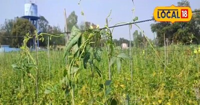 इन उपायों से बरबटी की फसल को बचाया जा सकता है.