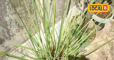 लेमन ग्रास आसानी से गमले में उगाई जा सकती है.