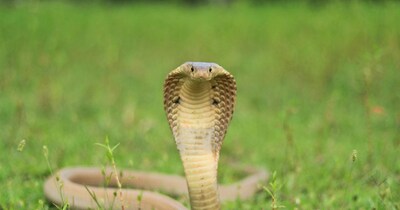Cobra on Your Path? Act Smart, Stay Safe: Avoid These Mistakes!