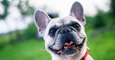 7 Low-Maintenance Dog Breeds: Ideal Pets for Busy Lifestyles