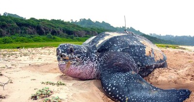 लेदरबैक कछुआ: दुनिया का सबसे बड़ा और पुराना, ठंडे ब्रिटिश जल में भी जीवित