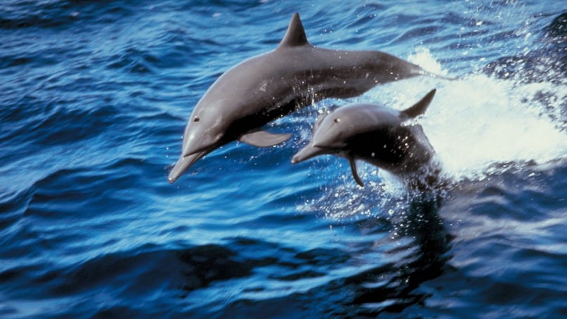     Dolphins: They are social and intelligent creatures. They live in centuries where cooperation and loyalty are essential. Dolphins have been observed helping injured members of the group and even rescuing humans in distress. Their bonds can last a lifetime, both inside the pod and with their human companions.