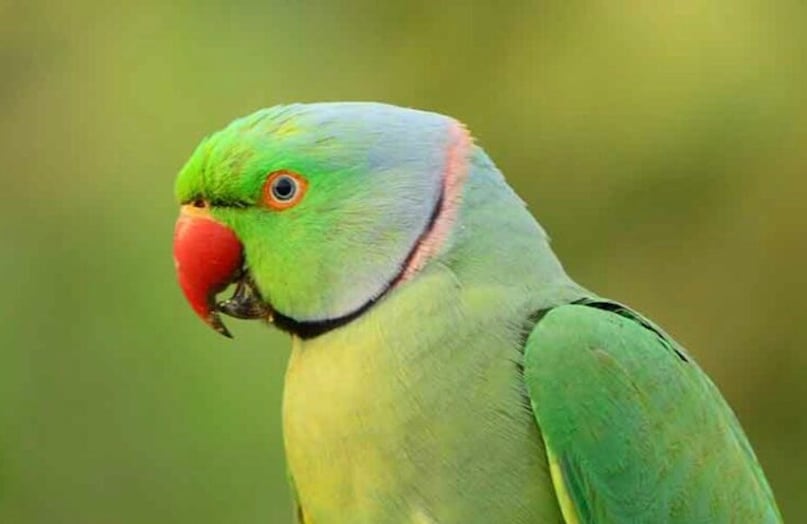     Parrots: Parrots are very social birds and can form long-term relationships with humans. They remember and recognize people for years, show affection through gestures and calls, and often become deeply attached to their owners.
