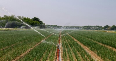Plant Date Palms Once, Earn Millions for 70 Years: Expert Tips for Farmers!