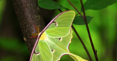 shortest lived creatures