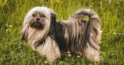 7 सबसे लंबी उम्र तक जीने वाले कुत्ते: अपना आजीवन साथी खोजें.