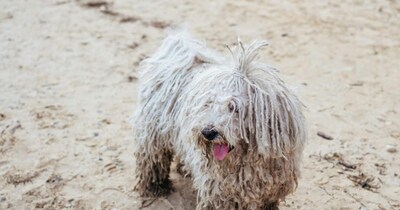 Discover 7 of the World's Most Unique & Unusual-Looking Dog Breeds!