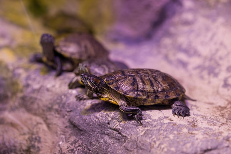 Turtles: Turtles represent longevity, patience, and stability. Their presence is believed to bring grounding energy, reduce negativity, and enhance prosperity, balance, and protection within your home.