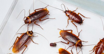 Ways to Get Rid of Cockroaches (AI)