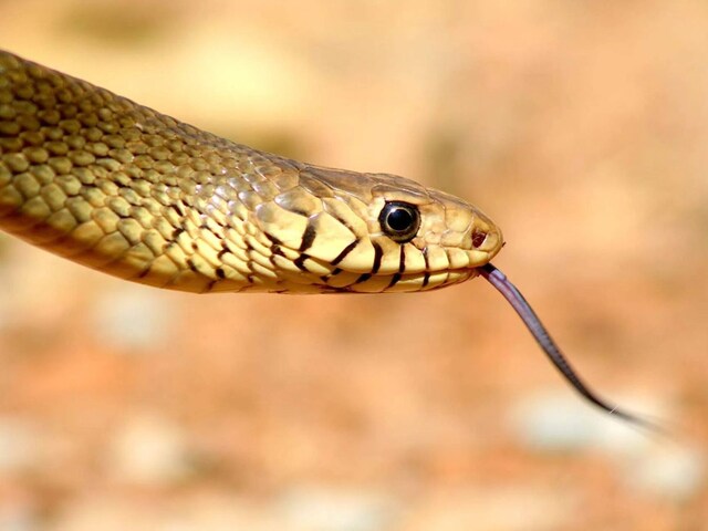 दोस्त ने मजाक में फेंका छोटा सा सांप, शुरू हो गई खूनी जंग, एक की चली गई जान