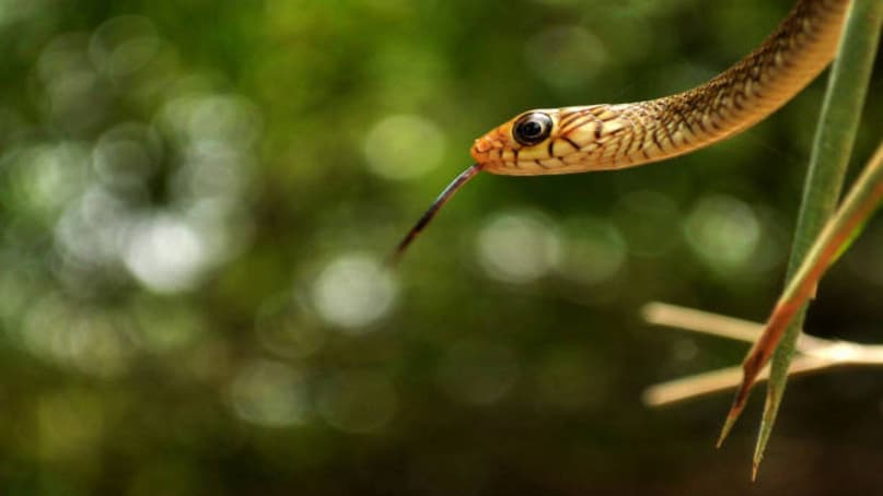 जहरीले और गैर-जहरीले सांप को काटने के बाद दिखाई देने वाले लक्षणों से पहचाना जा सकता है. गैर-जहरीले सर्प के काटने में हल्का दर्द और बहुत कम सूजन होती है और मरीज को कोई खास फर्क नहीं पड़ता जबकि जहरीले सांप के काटने में उस विशेष जगह या पूरे शरीर पर गंभीर लक्षण जल्दी दिखने लगते हैं.