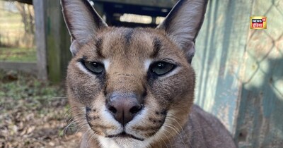 भारत-पाकिस्तान सीमा पर दिखा दुर्लभ 'डेजर्ट लिंक्स', दुनिया तरसती है जिसकी एक झलक को.