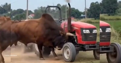 सड़क पर खड़े 'खामोश सांड' ने अचानक किया हमला, ट्रैक्टर को पलटाया, वीडियो वायरल