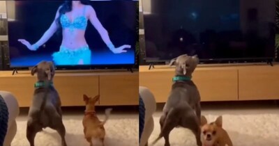 टीवी बंद होते ही नाराज हुए कुत्ते, मालिक को दिखाने लगे गुस्सा, रिएक्शन ने जीता सबका दिल.