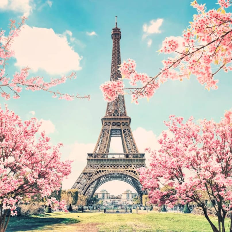 Paris, France: Paris is already considered the height of romance, but during the peak of April, the "City of Light" softens into the "City of Pink." While the trees surrounding the Eiffel Tower at the Champ de Mars offer the most famous photo opportunities, the true soul of Parisian Sakura is found at Square Jean XXIII, tucked directly behind the Notre Dame Cathedral. Here, the heavy, double-petaled Kwanzan blossoms create a dense canopy that feels like a floral ceiling. For a more local experience, Parisians head just outside the city to Parc de Sceaux, which boasts one of the largest cherry orchards in Europe, specifically designed for "Hanami" picnics where you can spend an afternoon sipping wine under a rain of falling petals.