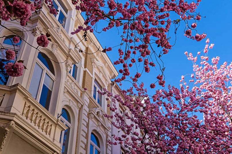 Bonn, Germany: If you have ever seen a viral photo of a narrow, cobblestone street completely arched over by a ceiling of neon-pink flowers, it was likely Heerstraße in Bonn’s Altstadt (Old Town). Planted in the 1980s, these Japanese cherry trees have grown so large that their branches meet in the middle, creating a breathtaking "Pink Tunnel" that feels like a scene from a fairytale. The contrast between the vibrant, fluffy blossoms and the historic, shuttered buildings of the old city creates a visual masterpiece that peaks in mid-April. Because the street is narrow and incredibly popular, the best way to experience it is to arrive just after sunrise, when the morning light filters through the blossoms and the city is still quiet.