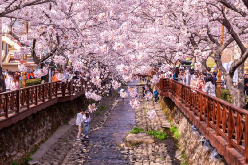 Jinhae, South Korea: South Korea’s cherry blossom season is every bit as spectacular as Japan's, and the coastal city of Jinhae hosts the country’s crown jewel: the Gunhangje Festival. The most photographed spot is the Yeojwa Stream, where the water is lined with trees and the banks are decorated with colorful umbrellas and light installations that illuminate the flowers at night. Another must-visit is the Gyeonghwa Station, where the vintage train tracks are flanked by miles of blossoming trees. When the train slows down to enter the station, it kicks up a "flower storm" of white petals, creating a cinematic moment so perfect it has served as the backdrop for countless K-Dramas and romantic films.
