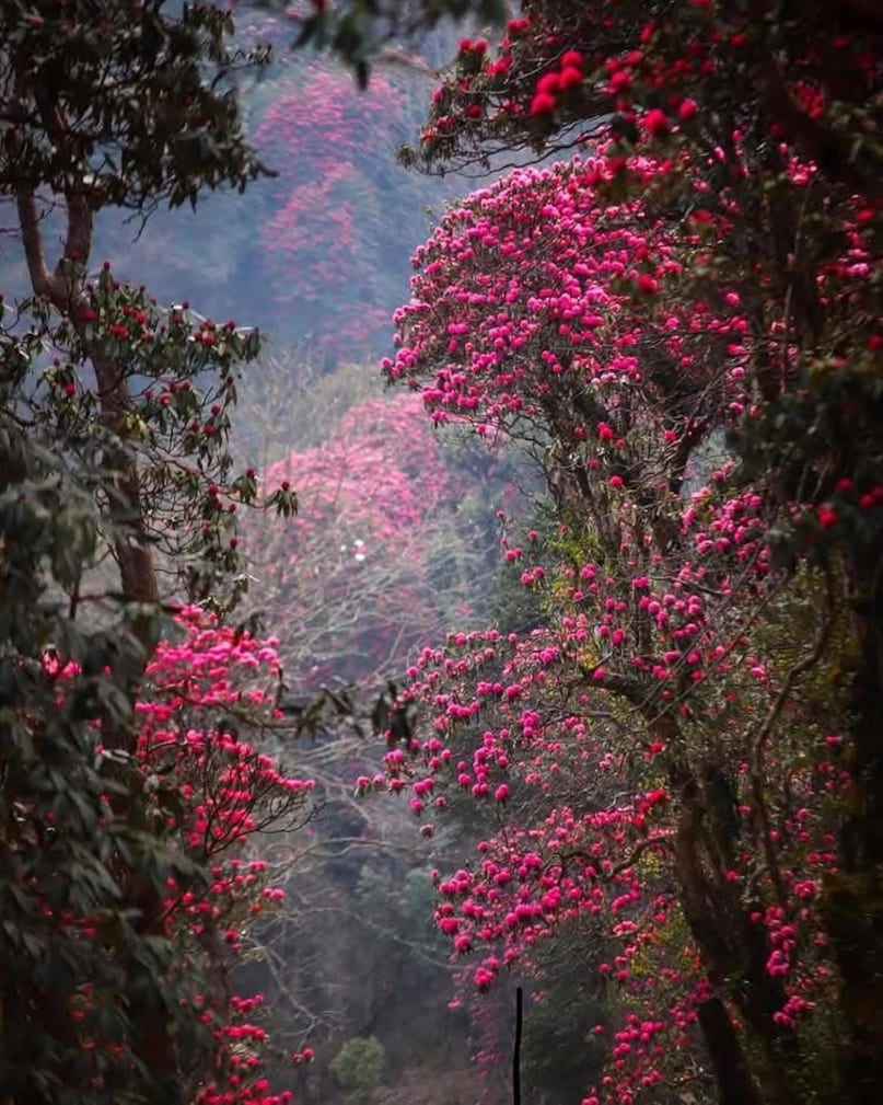 These Spring Festivals Will Make You Book An April Trip Instantly These Spring Festivals Will Make You Book An April Trip Instantly