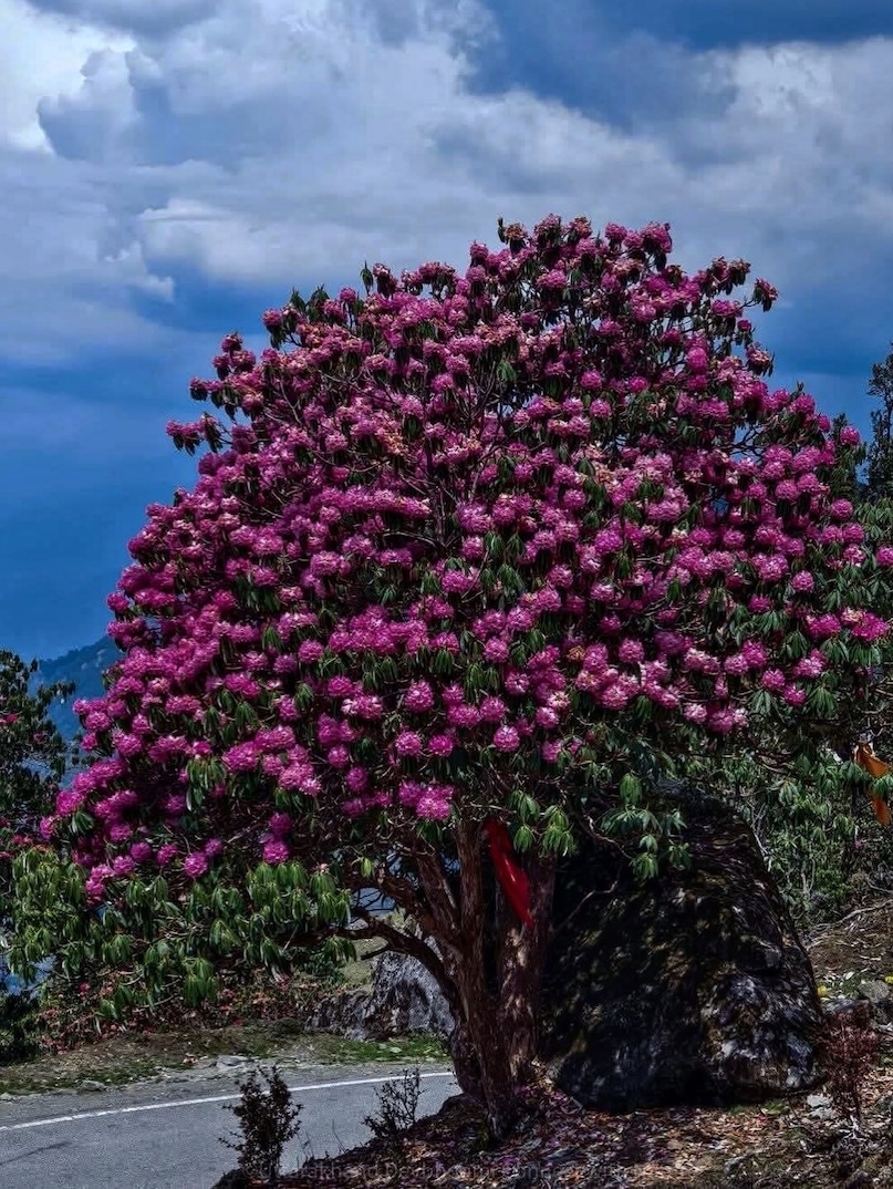 These Spring Festivals Will Make You Book An April Trip Instantly These Spring Festivals Will Make You Book An April Trip Instantly