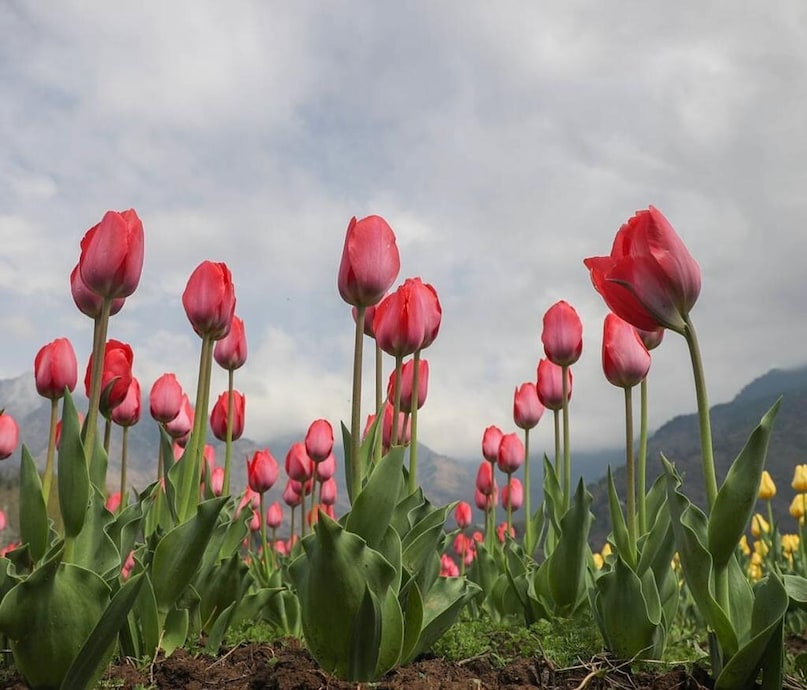 These Spring Festivals Will Make You Book An April Trip Instantly These Spring Festivals Will Make You Book An April Trip Instantly