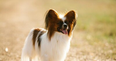  Intelligent Dog Breeds 