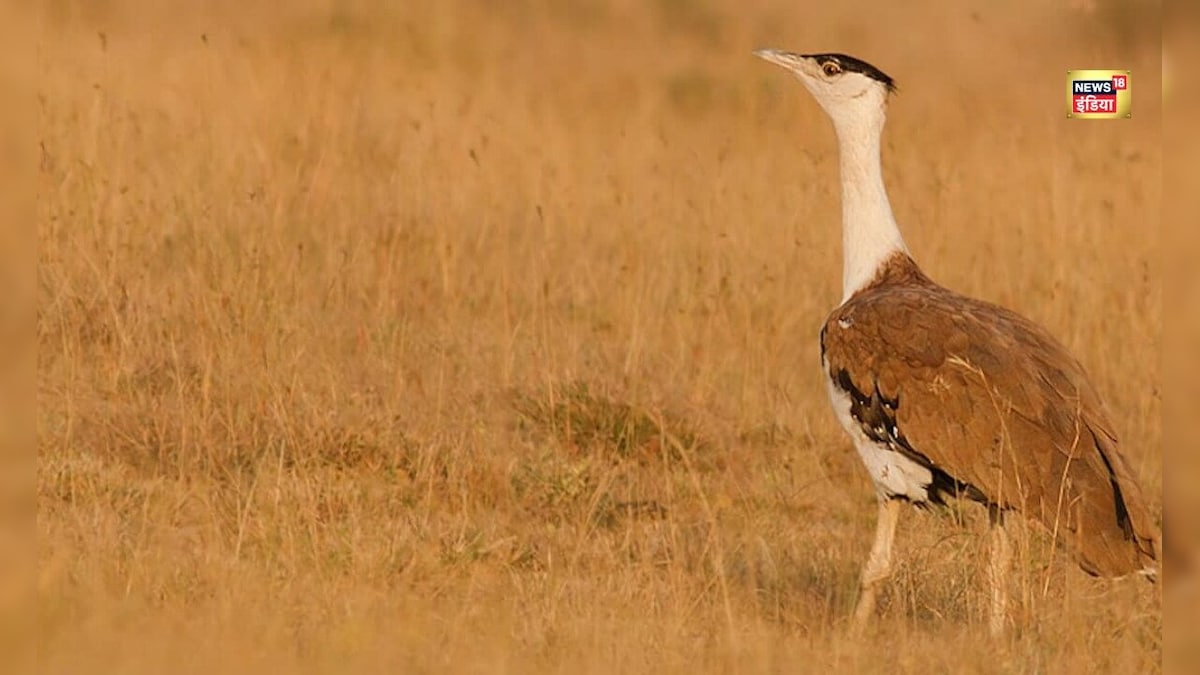 770 किमी की रेस और ‘जंप-स्टार्ट’ का चमत्कार, कच्छ में 10 साल बाद गूंजी सोनचिड़िया की किलकारी – News18 हिंदी