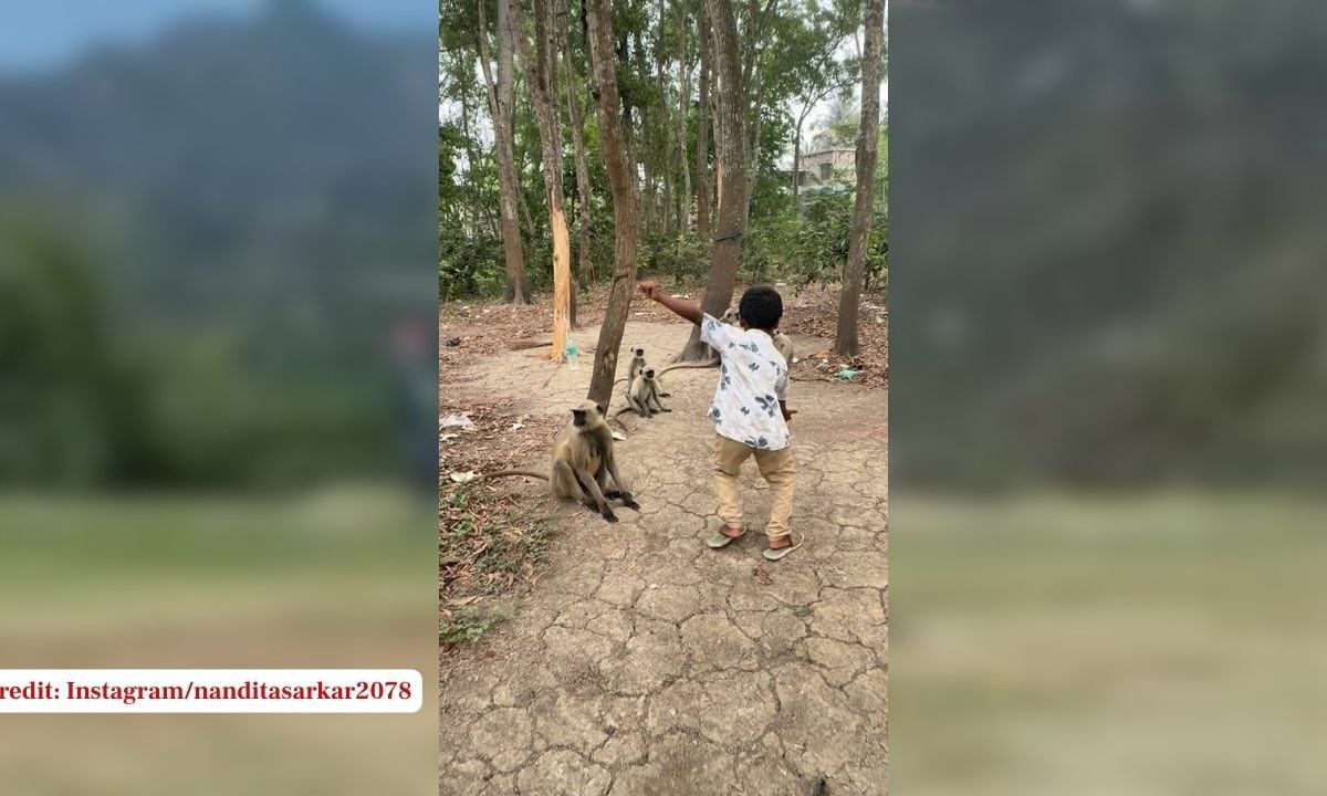 बंदरों के सामने बच्चे ने लगाए ठुमके, डांस स्टेप्स से जीता लोगों का दिल, तभी बंदर ने लगा दिया Kick!