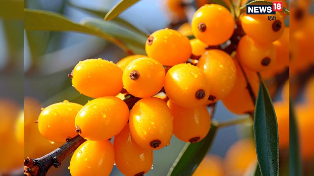 सीबकथोर्न का कमाल! इम्युनिटी बढ़ाए, कोलेस्ट्रॉल घटाए और पाचन करे मजबूत, PM मोदी का भी है फेवरेट