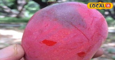 हरेंद्र ने अपने बागीचे में दुनिया के सबसे महंगे आम से लेकर दुनिया के सबसे मीठे और सबसे खूबसूरत आम तक की बागवानी की है.मजे की बात यह है कि महेंद्र ने इन सभी पौधों को क़रीब एक दशक पहले लगाए था, जो वर्तमान में फ्रूटिंग स्टेज में हैं.ऐसे में 140 से अधिक किस्म के आम और उनके अनोखे पेड़ को देखने के लिए हर साल ज़िले के कोने कोने से लोग मलकौली स्थित महेंद्र के घर का रुख करते हैं.