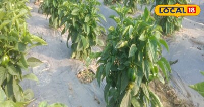 ​खेत की तैयारी के दौरान मिट्टी की उर्वरता बनाए रखना सबसे बड़ी चुनौती है. सुधाकर जी के अनुसार, केवल रासायनिक खाद पर निर्भर रहने से मिट्टी का स्वास्थ्य खराब होता है, इसलिए वर्मीकम्पोस्ट (गोबर की सड़ी खाद) पर विशेष ध्यान देना चाहिए. प्रति कट्ठा खाद की अनुशंसित मात्रा ​DAP 3 किलो, ​यूरिया 1 किलो, ​पोटाश आधा किलो, ​जिंक व कैल्शियम 250-250 ग्राम,​ 5 कट्ठे के प्लॉट में कम से कम 15 कट्टे (40 किलो वाले) वर्मीकम्पोस्ट का प्रयोग करें. 